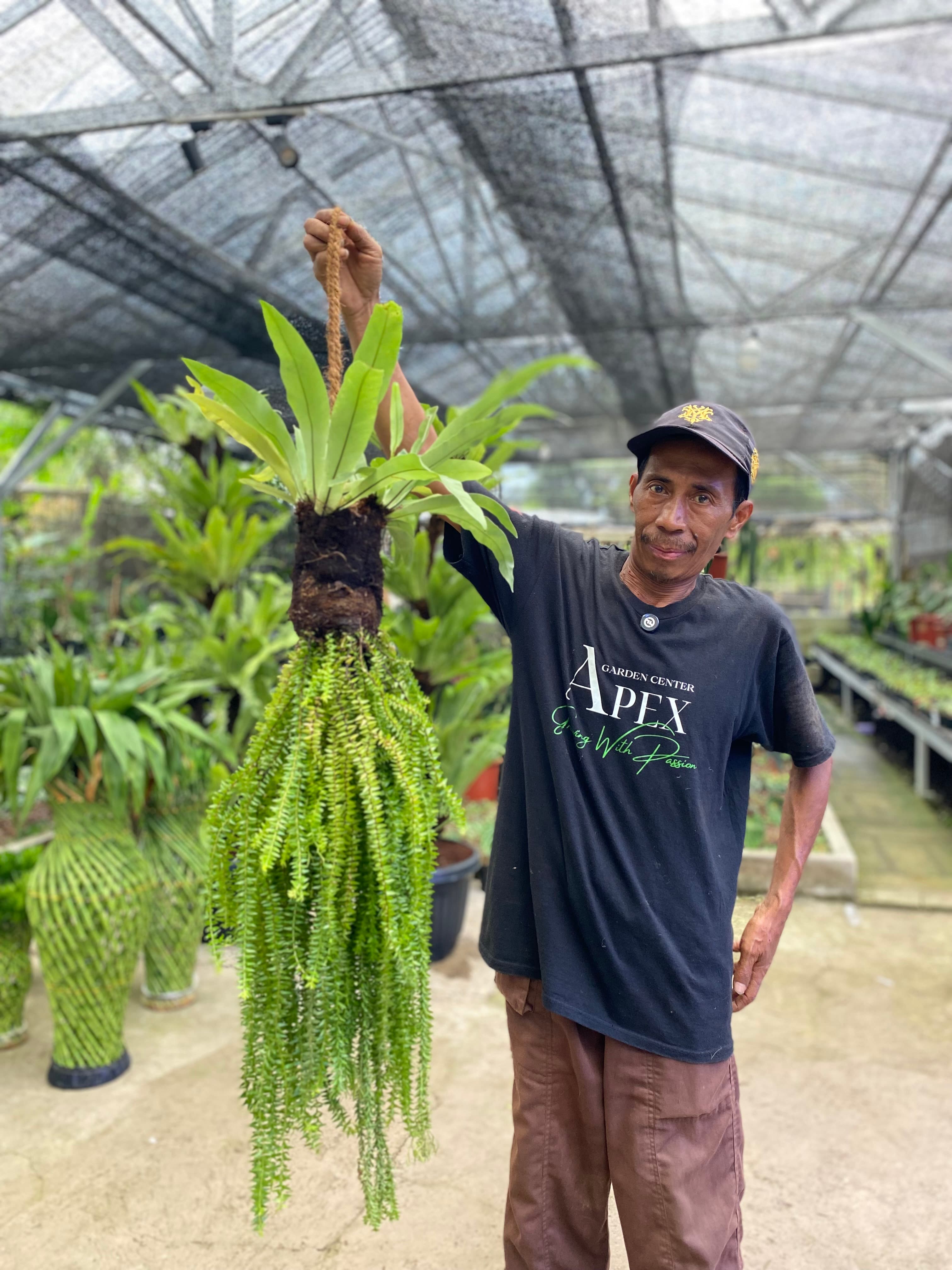 Huperzia Gantung plegmaria dengan Kadaka