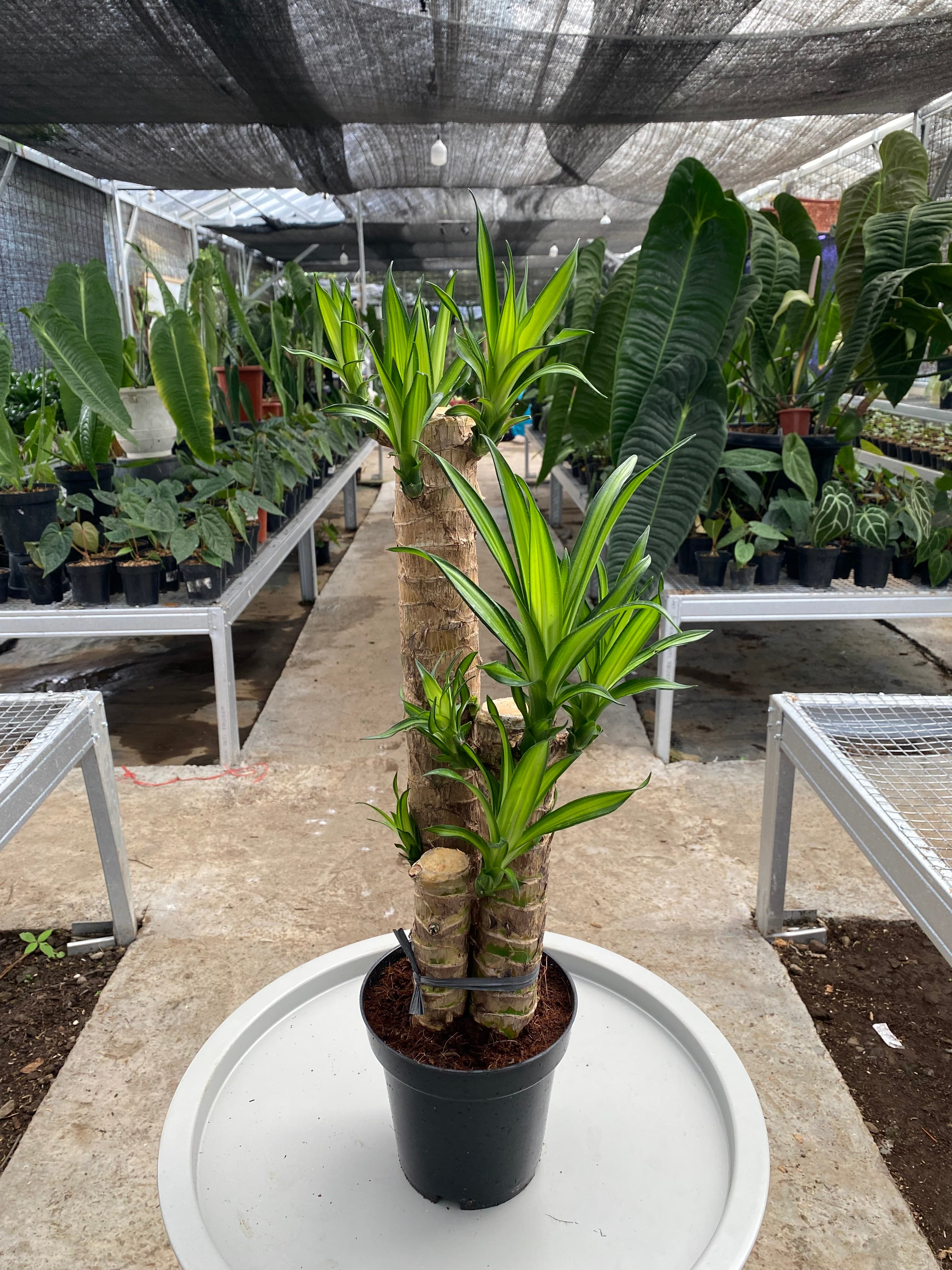Dracaena brazilian wood