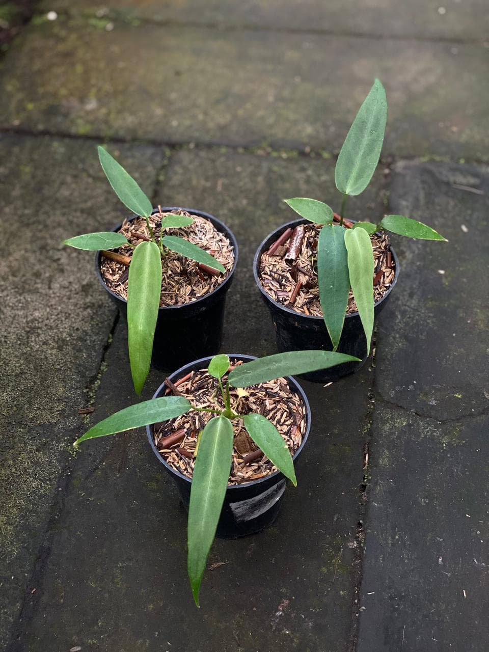 Anthurium Warocqueanum Esmeralda