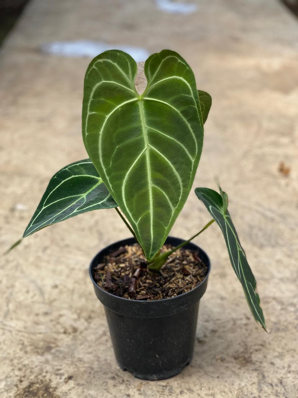 Anthurium Regale Dark Form