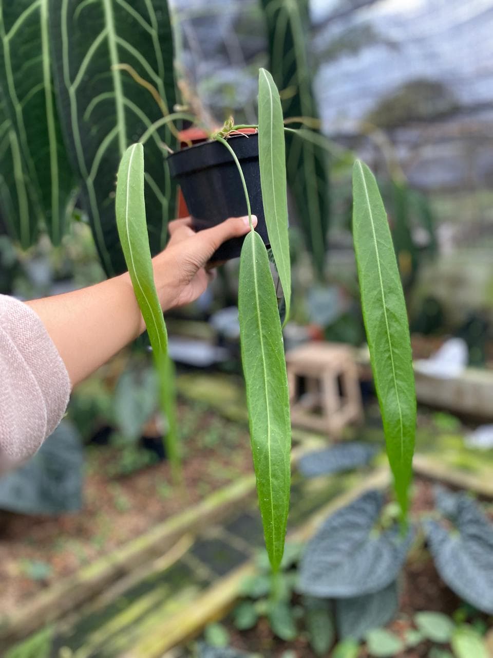 Anthurium Pallidiflorum