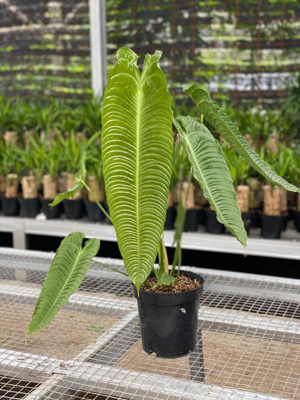 Anthurium Veitchii Super Narrow