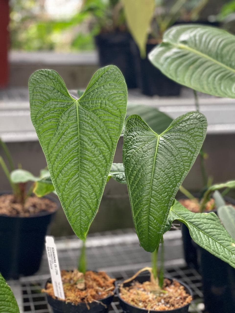 Anthurium Lapoanum