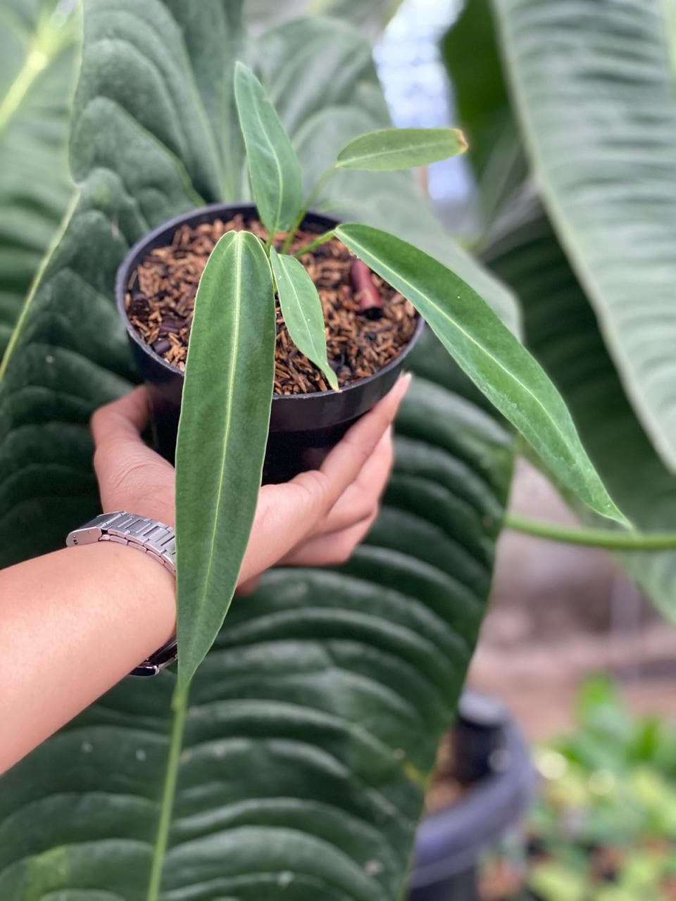 Anthurium Warocqueanum Dark Form Seedling
