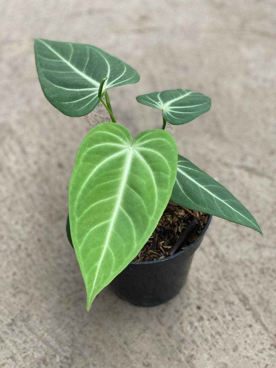 Anthurium Villenaorum x Crystallinum