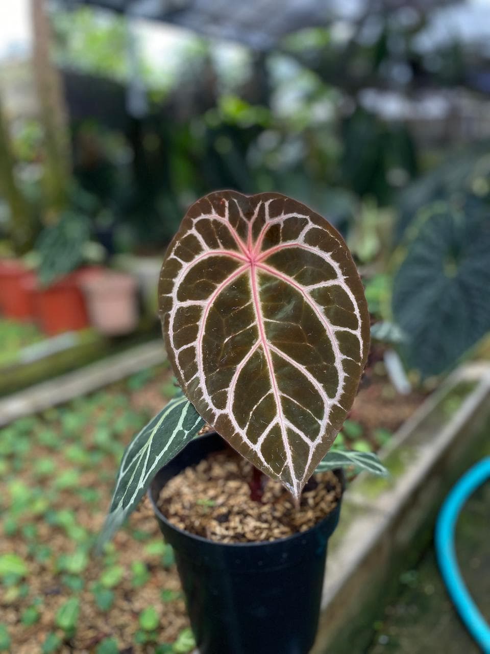Anthurium Blood Queen