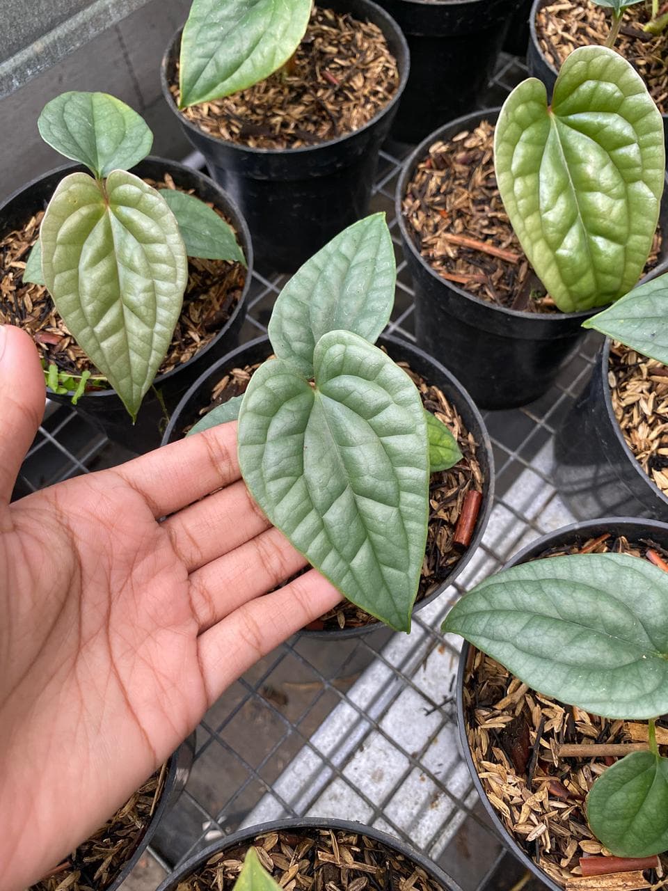 Anthurium Luxurians Seedling