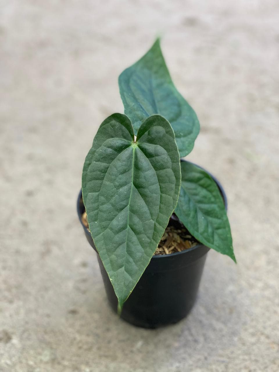 Anthurium Crystallinum x Luxurians (Raven Souls)
