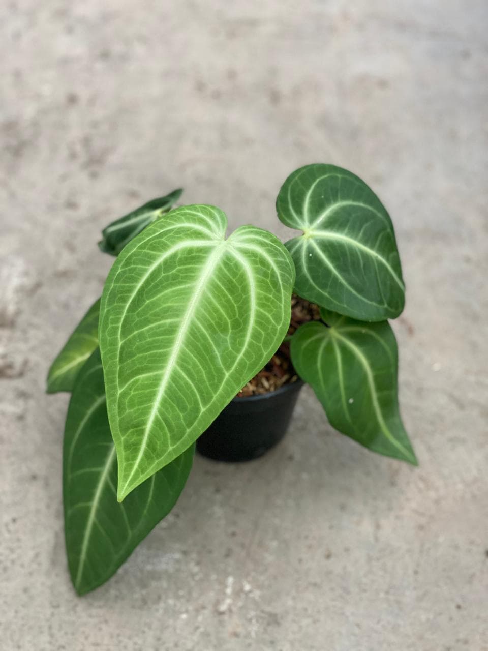Anthurium Villenaorum