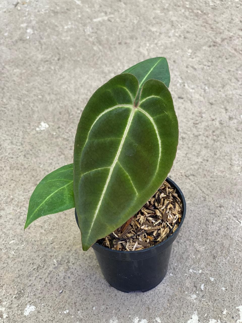 Anthurium Besseae Aff x Red Crystallinum